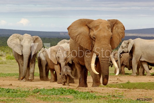Bild på Elephant Herd